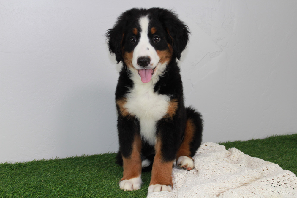 Amazingly cute Bernese Mountain Dog puppy for sale in Abilene, Kansas.